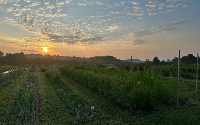 The Wandering Bee Flower Farm: A Cut-Flower Farm in Thorndale